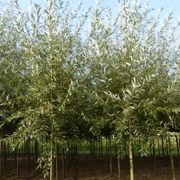 SALIX alba