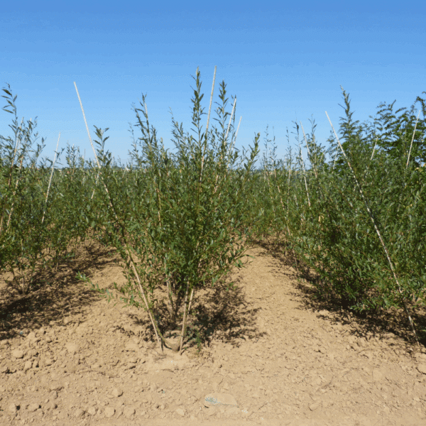 SALIX alba – Image 12