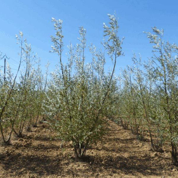 SALIX alba – Image 8