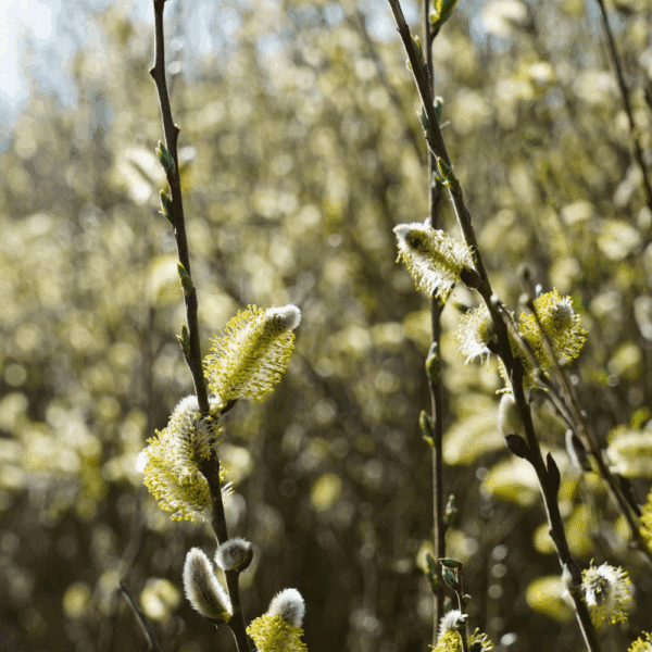 SALIX alba – Image 2