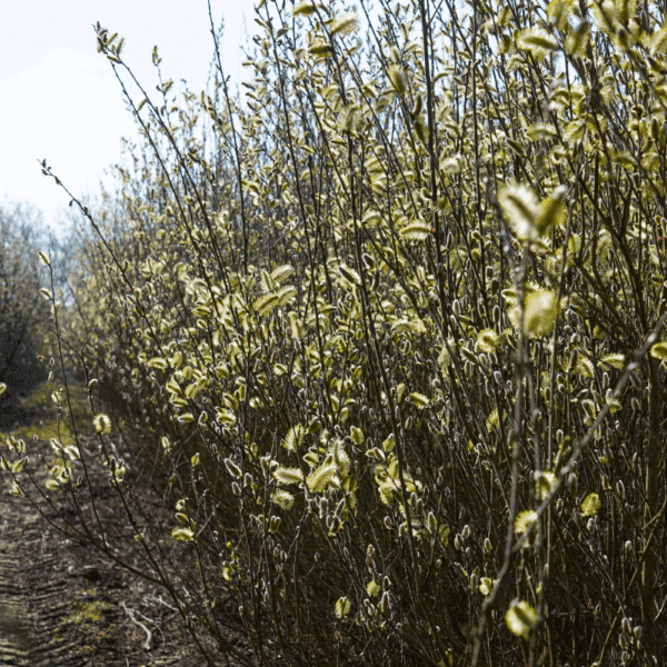 SALIX alba – Image 7