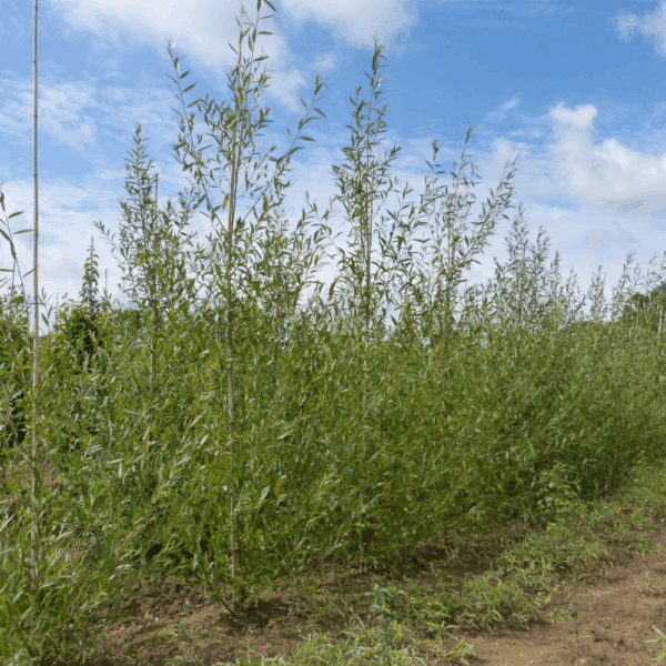 SALIX alba – Image 9