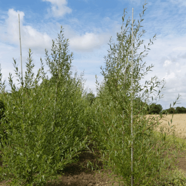 SALIX alba – Image 6