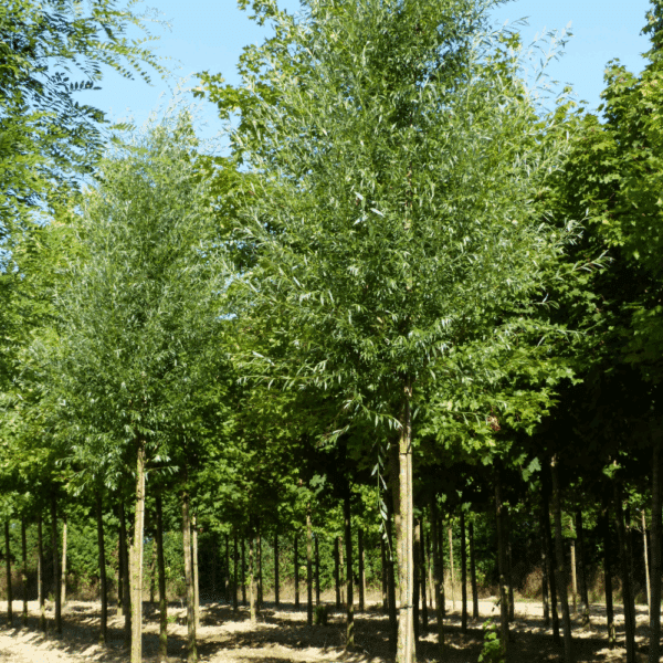 SALIX alba – Image 11