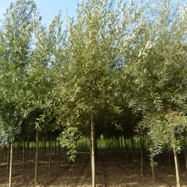 SALIX alba – Image 3