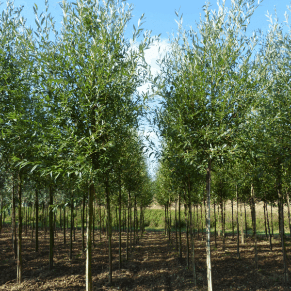 SALIX alba – Image 5