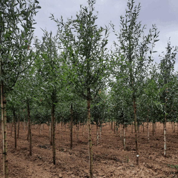SALIX alba – Image 15