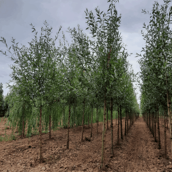 SALIX alba – Image 13