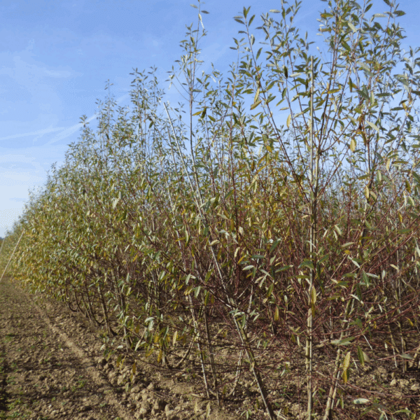SALIX alba – Image 10
