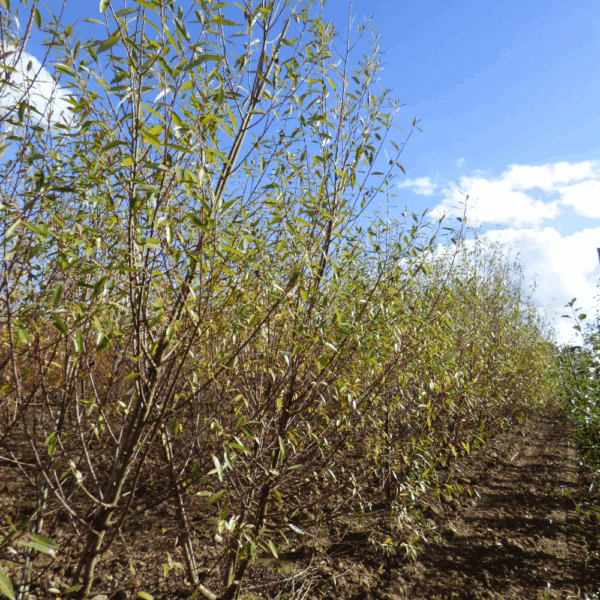 SALIX alba – Image 4