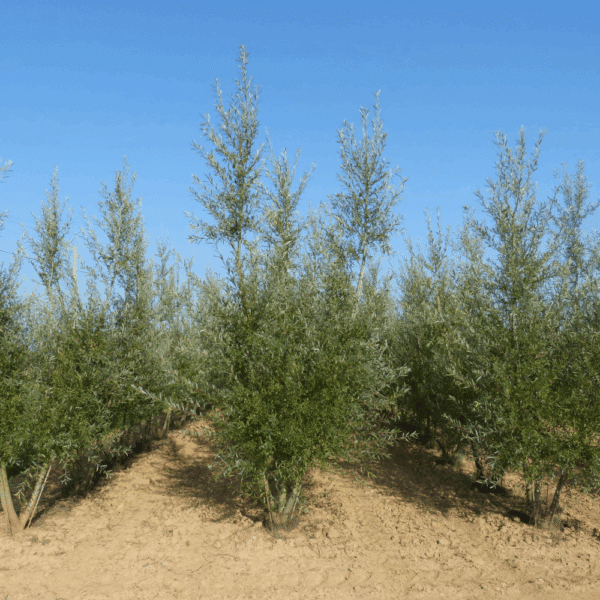 SALIX alba – Image 14