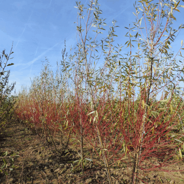 SALIX alba 'Chermesina'