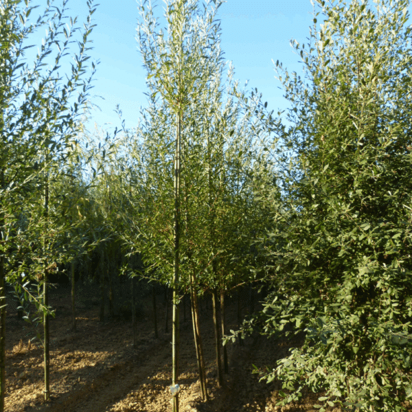 SALIX alba 'Chermesina' – Image 7