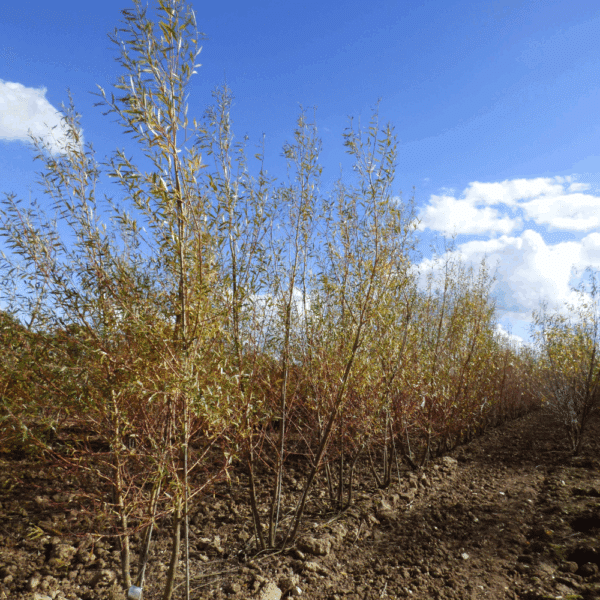 SALIX alba 'Chermesina' – Image 6