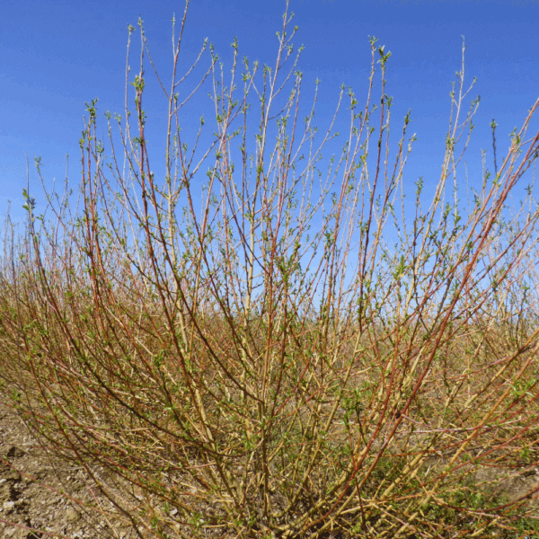 SALIX alba 'Chermesina' – Image 5