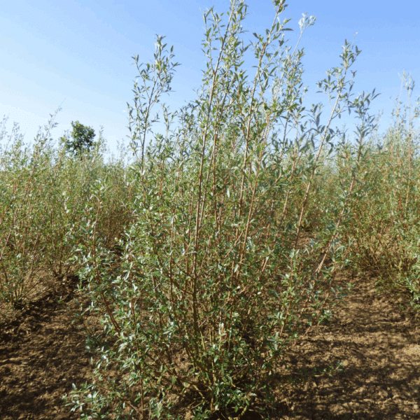 SALIX alba 'Chermesina' – Image 4