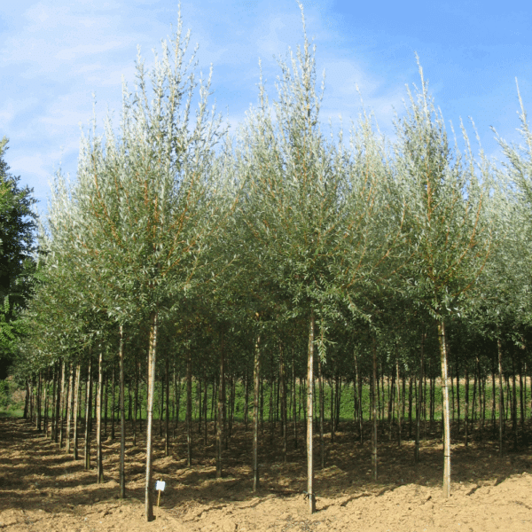 SALIX alba 'Chermesina' – Image 3
