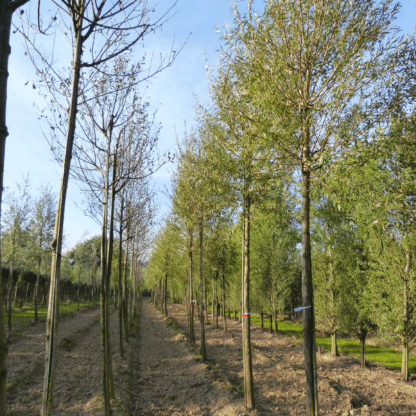 SALIX alba 'Chermesina' – Image 2