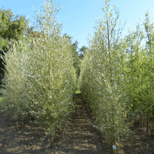 SALIX alba 'Chermesina' – Image 10