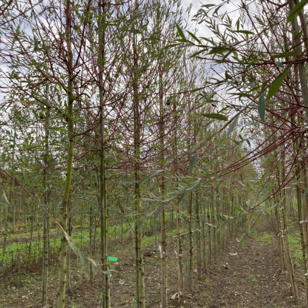 SALIX alba 'Chermesina' – Image 9