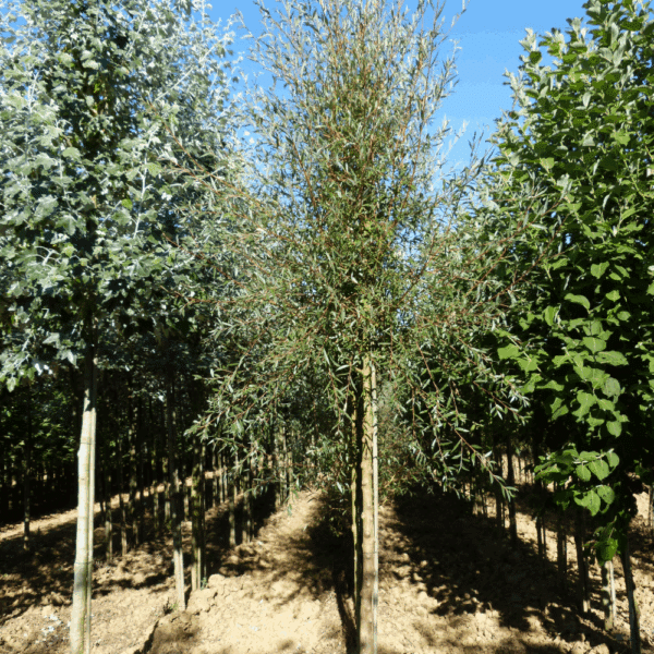 SALIX alba 'Chermesina' – Image 8