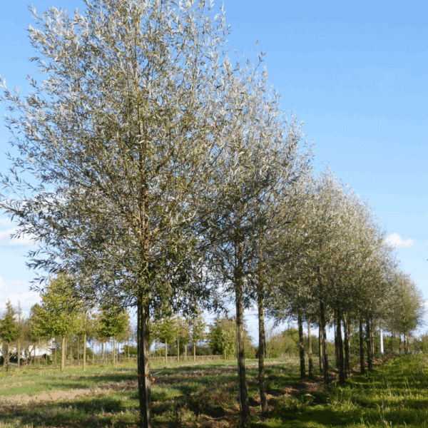 SALIX alba 'Liempde' – Image 2