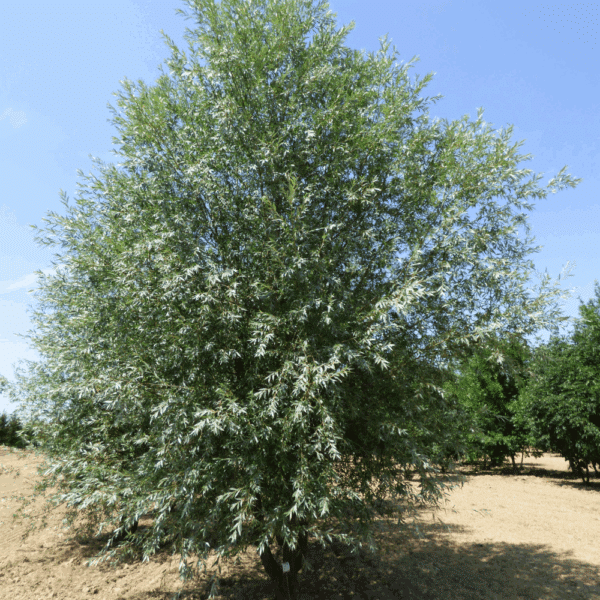 SALIX alba 'Liempde' – Image 7