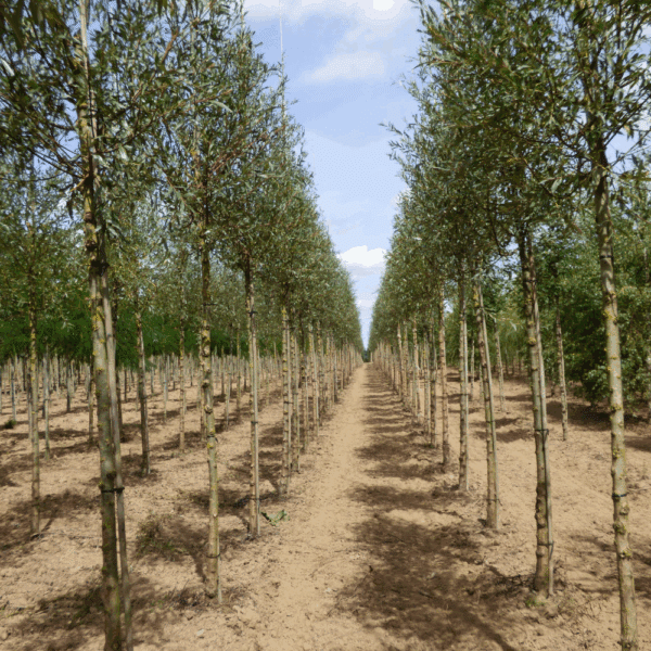 SALIX alba 'Liempde' – Image 6