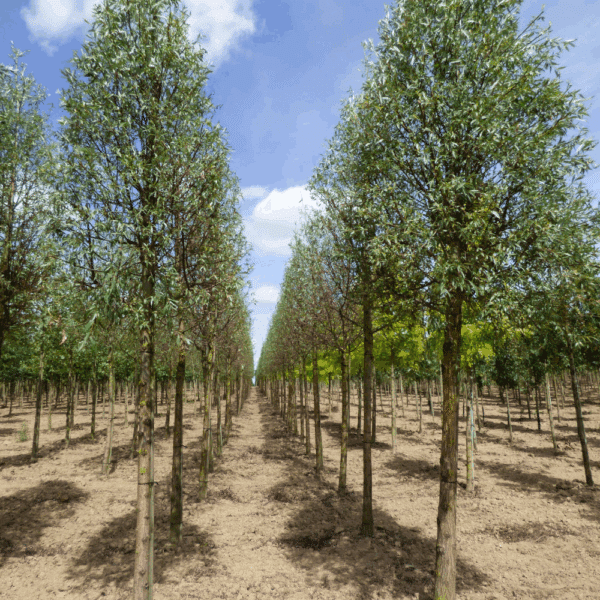 SALIX alba 'Liempde' – Image 3