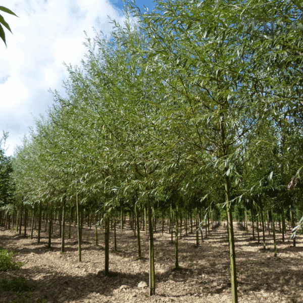 SALIX alba 'Liempde' – Image 10