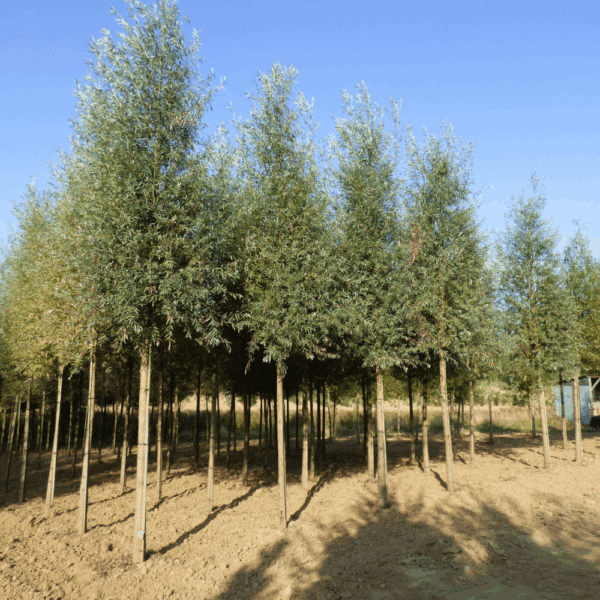 SALIX alba 'Liempde' – Image 4