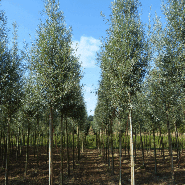 SALIX alba 'Liempde' – Image 9