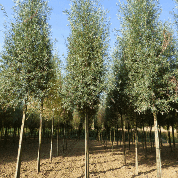 SALIX alba 'Liempde' – Image 8