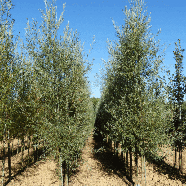 SALIX alba 'Liempde' – Image 5