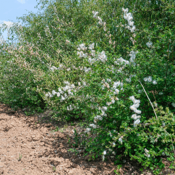 SALIX aurita – Image 2
