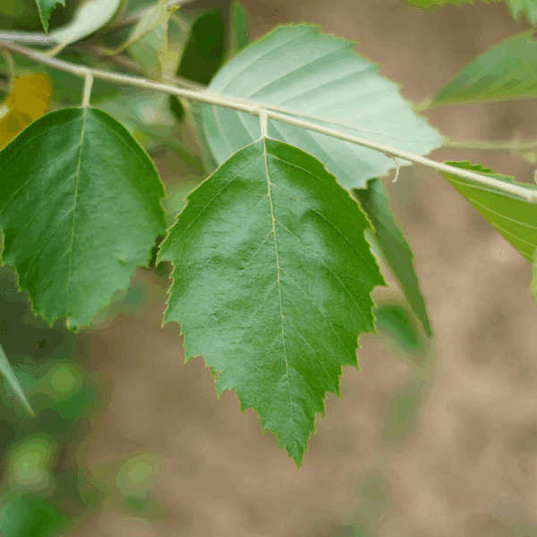 SALIX aurita – Image 3