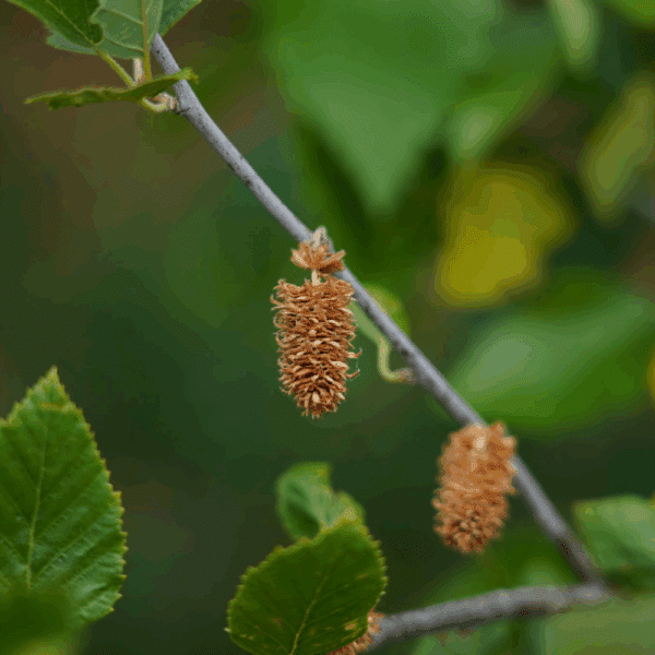 SALIX aurita – Image 5