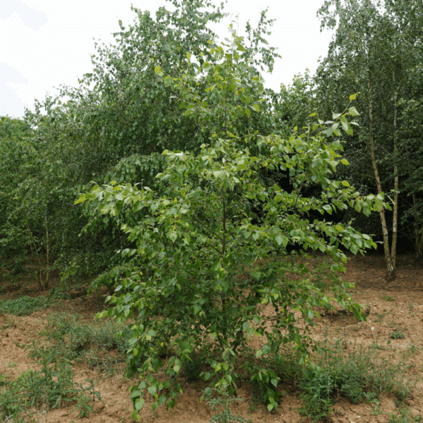SALIX aurita – Image 6