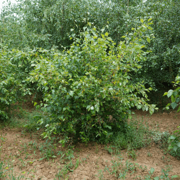 SALIX aurita – Image 4