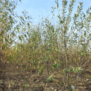 SALIX caprea