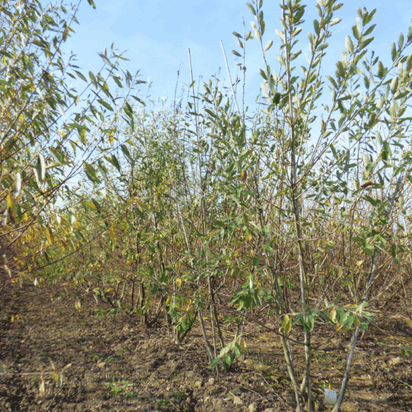 SALIX caprea