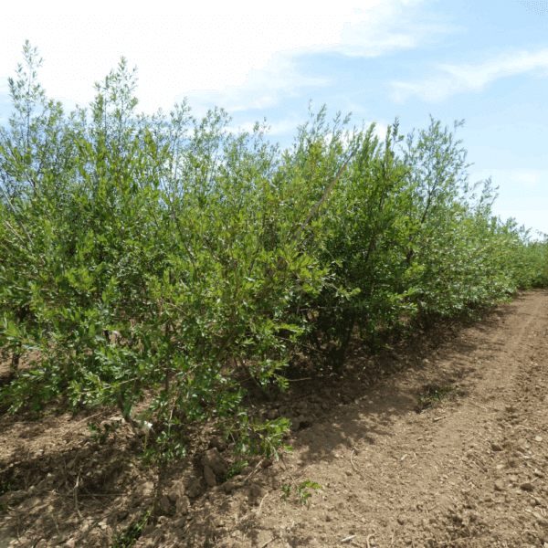 SALIX caprea – Image 2