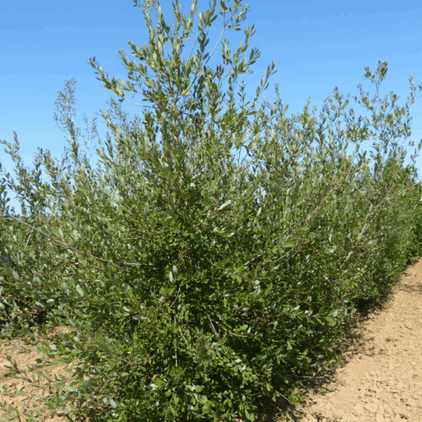 SALIX caprea – Image 5