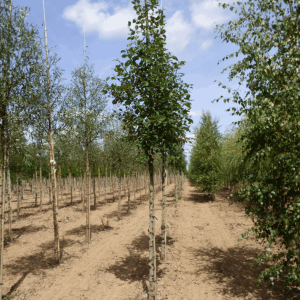 SALIX caprea – Image 4