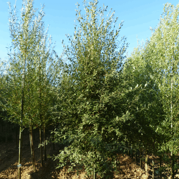SALIX caprea – Image 6
