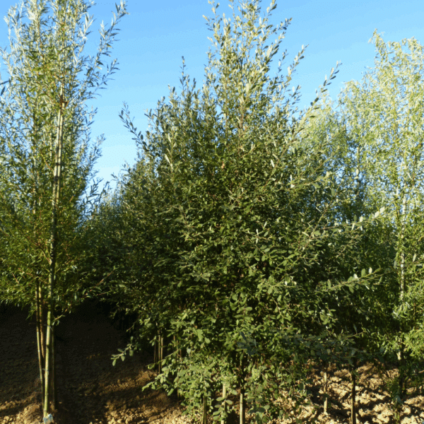 SALIX caprea – Image 3