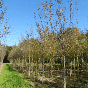 SALIX daphnoides