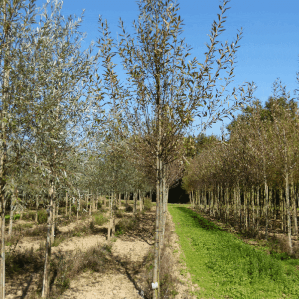 SALIX daphnoides – Image 5