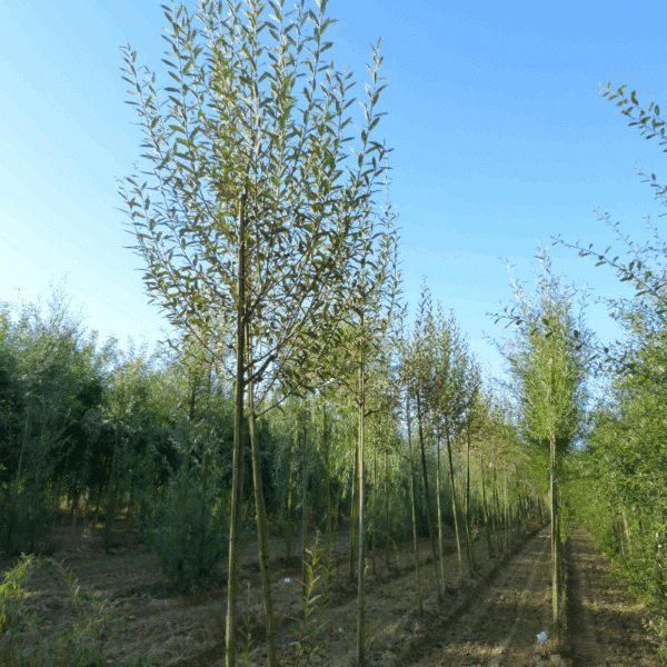SALIX daphnoides – Image 3
