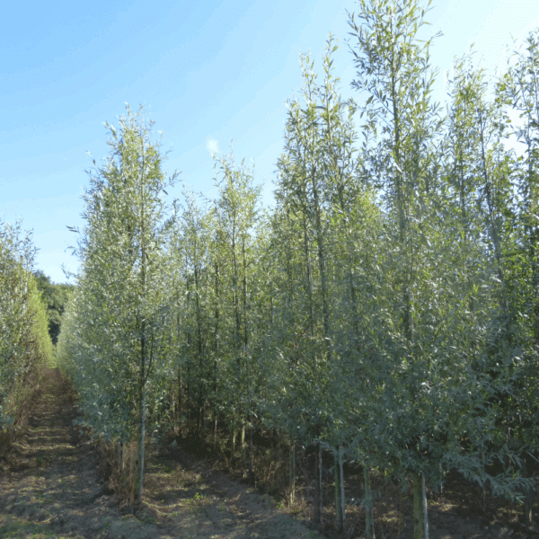 SALIX daphnoides – Image 2